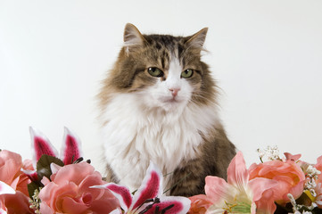 Ritratto felino con fiori