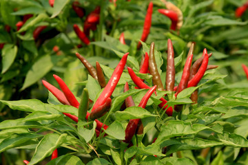 pepper grown on farms