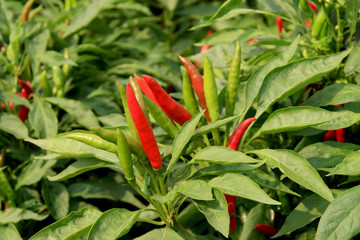 pepper grown on farms