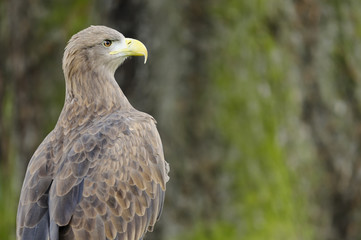 White-tailed Sea Eagle