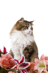 Gatto di casa con fiori in verticale