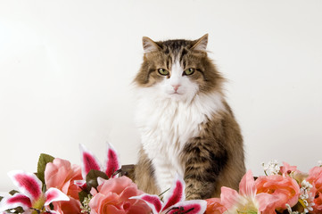 Gatto domestico a pelo lungo