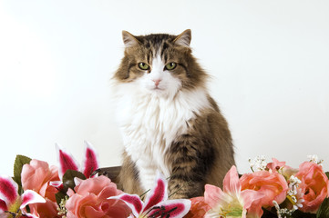Gatto domestico a pelo lungo con fiori