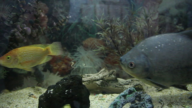 piranha in a aquarium