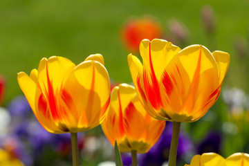 Yellow Tulips in closeup view