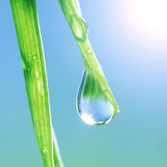 shine water drop