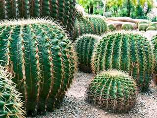 Tropical garden with cacti in Thailand