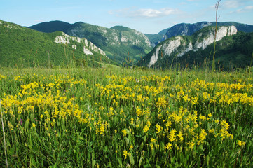 Beautiful alpine meadow with green grass and yellow flowers
