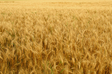 Wheat ears background