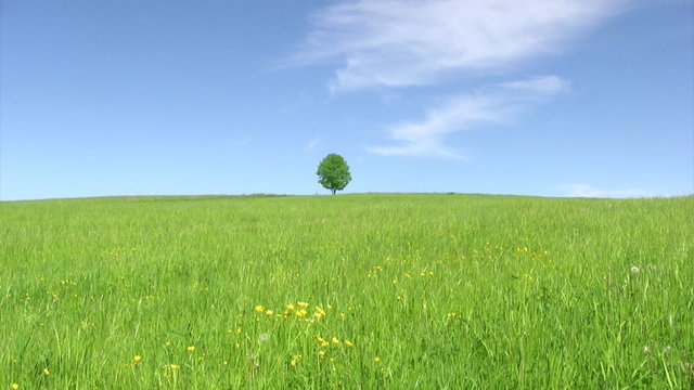 Solitary tree on blue sky background