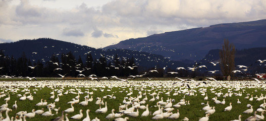 Snow Geese Farmer Field Flying Away