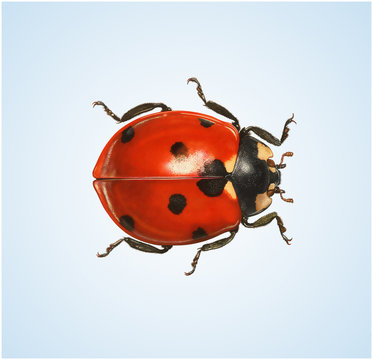 Siebenpunkt-Marienkaefer.Gluecksbringer