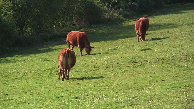 vaches dans le champ