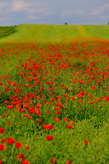 agriculture,poppies,red,field