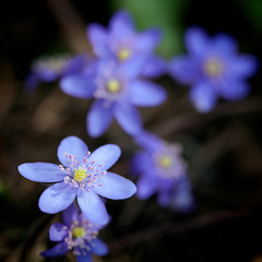 Violet forest flower Hepatica nobilis