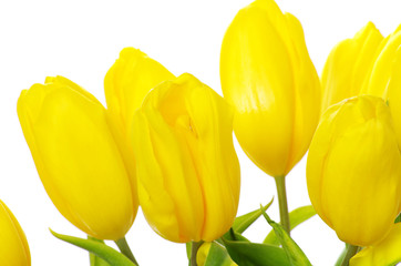 Obraz premium yellow tulips