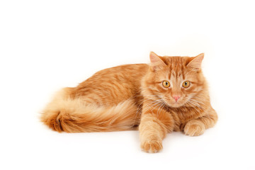 red cat resting isolated on white background
