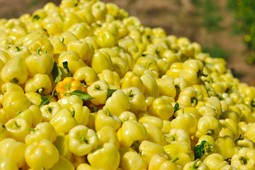 fresh organic food peppers