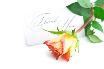 yellow red rose and a card  with the words thank you isolated on