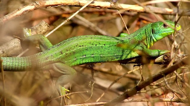 European Green Lizard, Ramarro