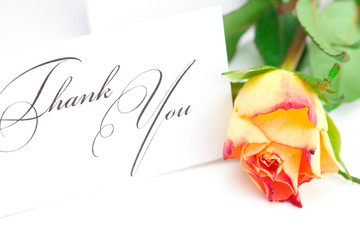 Fototapeta premium yellow red rose and a card with the words thank you isolated on