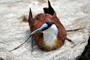 Blaustirnblatthühnchen