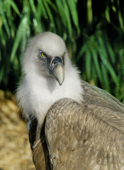 Griffin Vulture