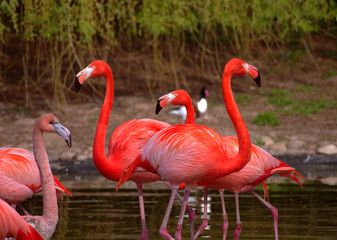 Rose Flamingos