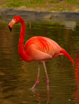 Rose Flamingo