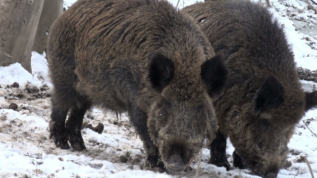 two wild boar