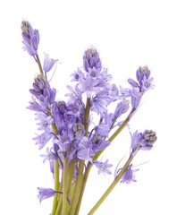 Obraz premium bluebell