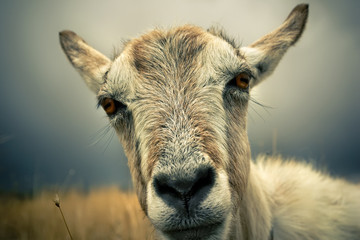 Goat portrait