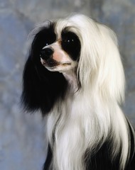 Chinese Crested; Portrait Of A Dog