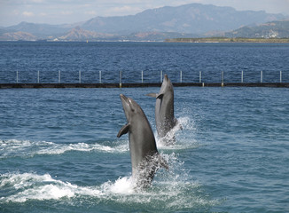 Fototapeta premium twin dolphin show
