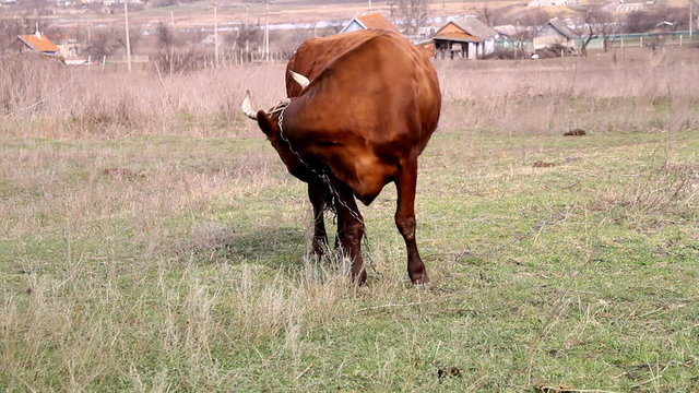 Cow grazes in field