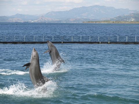 twin dolphin show