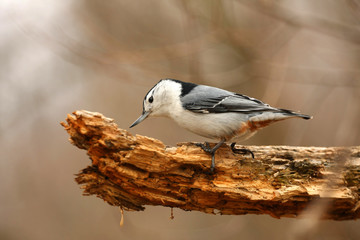White-breasted Nuthatch Sitta carolinensis