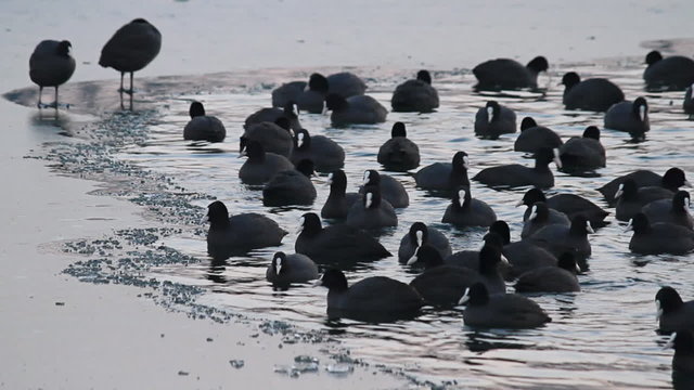 Flock of grebes feeding in frozen lake