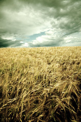 Plakat Wheaten field