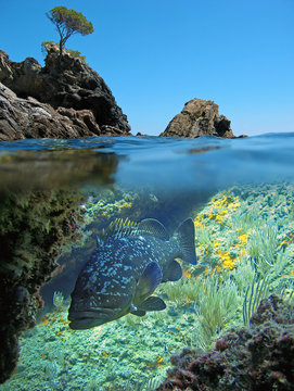 Split image with rocky islet above waterline and a dusky grouper fish underwater, Mediterranean sea, Spain