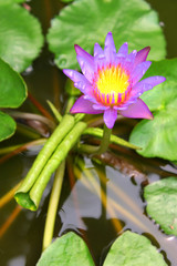 Purple lotus