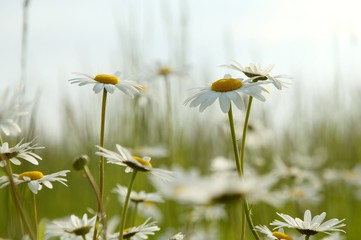 Daisies in a meadow backlit by the morning sun