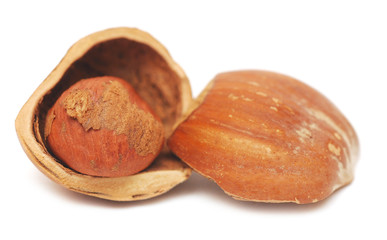 nuts a filbert  in a shell