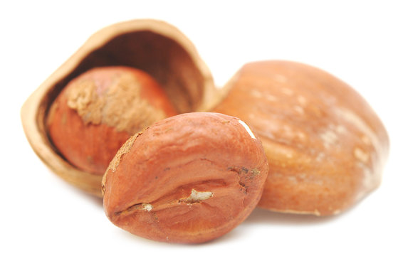 nuts a filbert  in a shell