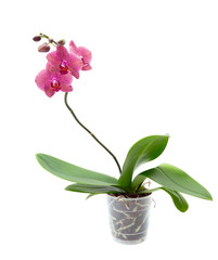 Pink orchid