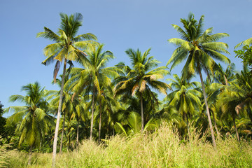 Fototapeta na wymiar Coconut Palm Trees Grove