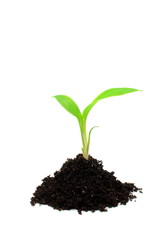Plant growth in soil