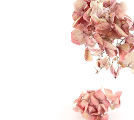 Dried pink hortensia (hydrangea) flowers