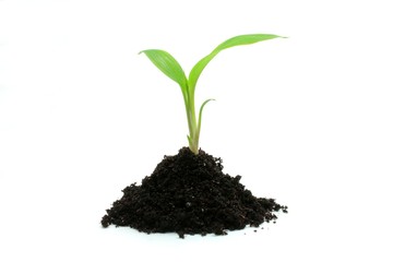 Young plant growing in soil