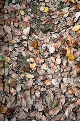 defoliation